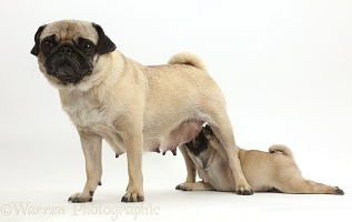 Long-suffering Pug mother and suckling puppy