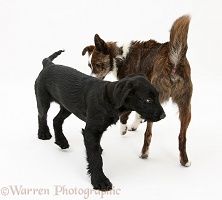 Dog showing agression with hackles raised
