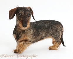 Wire haired Dachshund walking across