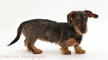Wire haired Dachshund walking across