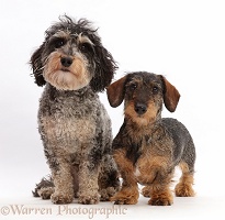 Daxie-doodle dog and wire-haired Dachshund