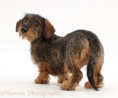 Wire haired Dachshund looking over shoulder
