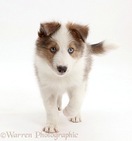 Sable-and-white Border Collie puppy walking