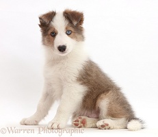 Sable-and-white Border Collie puppy sitting