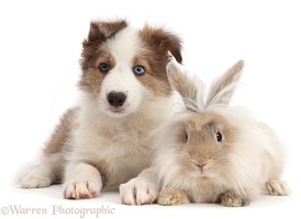 Sable-and-white Border Collie puppy with fluffy bunny