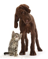 Tabby kitten looking up at chocolate pointer puppy