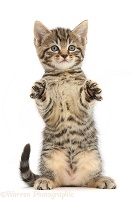 Tabby kitten sitting up with raised paws