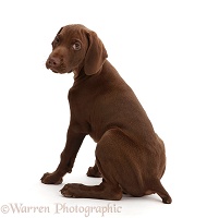 Pointer puppy looking over shoulder