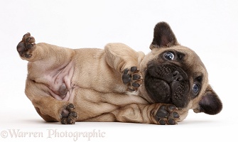 French Bulldog puppy lying on his side
