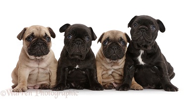 Four French Bulldog puppies, 5 weeks old