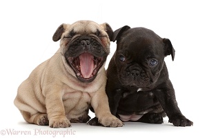 French bulldog images by Warren Photographic, p1