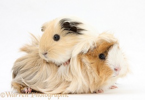 Two Bad-hair-day Guinea pigs