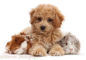 Cavachondoodle pup and Guinea pigs