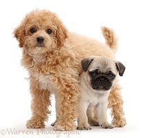 Cavachondoodle pup and pug pup