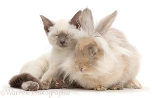 Blue-point Birman-cross kitten dozing with fluffy bunny