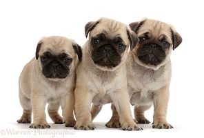Three pug pups