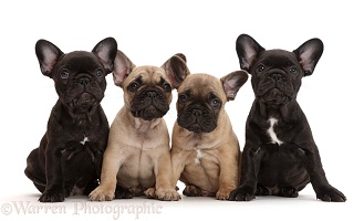 Four French Bulldog puppies, 7 weeks old