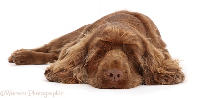 Sussex Spaniel sitting, lying with chin on the floor