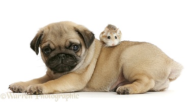 Pug puppy and Roborovski Hamster