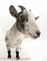Pygmy goat standing