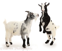 Pygmy goats, one rearing up to challenge the other