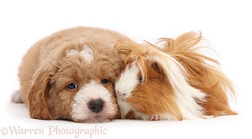 Goldendoodle puppy and Guinea pig