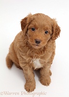 F1b Toy Goldendoodle puppy