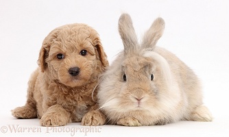 Fluffy bunny and Goldendoodle puppy