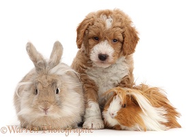 Goldendoodle puppy, bunny and Guinea pig