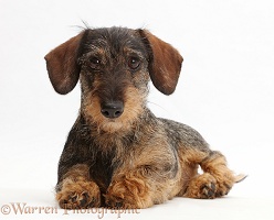 Wire haired Dachshund lying with head up