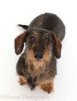 Wire haired Dachshund sitting and looking up
