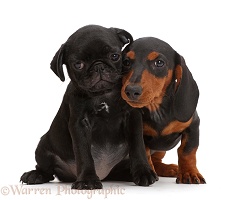 Black pug puppy and black-and-tan Dachshund