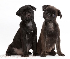 Black Pug and Platinum Pug pups sitting