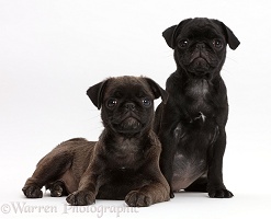 Black Pug and Platinum Pug pups