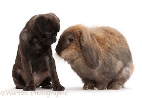 Platinum Pug puppy nose-to-nose with rabbit