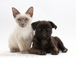Blue-point kitten with Platinum Pug puppy