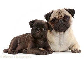 Portly Pug and puppy