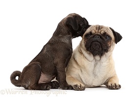Platinum Pug puppy sniffing the ear of adult Pug
