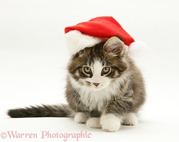 Maine Coon kitten, 8 weeks old, wearing a Santa hat
