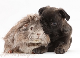 Platinum Pug puppy and Guinea pig