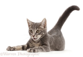 Playful grey tabby kitten