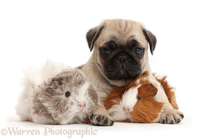 Pug pup and Guinea pigs