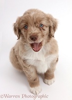 Mini American Shepherd puppy looking up and yawning
