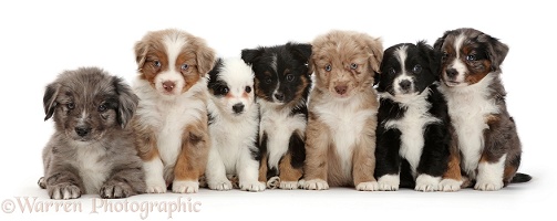 Seven Mini American Shepherd puppies