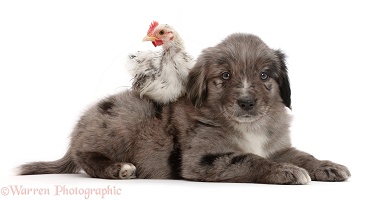 Mini American Shepherd puppy with chicken