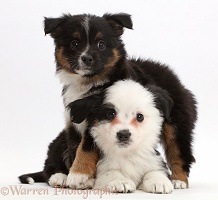 Two Mini American Shepherd puppies