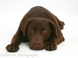 Chocolate Labrador Retriever lying with chin on the floor