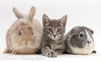 Grey tabby kitten, bunny and Guinea pig