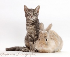 Grey tabby kitten and fluffy bunny