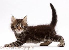 Tabby Persian-cross kitten slinking